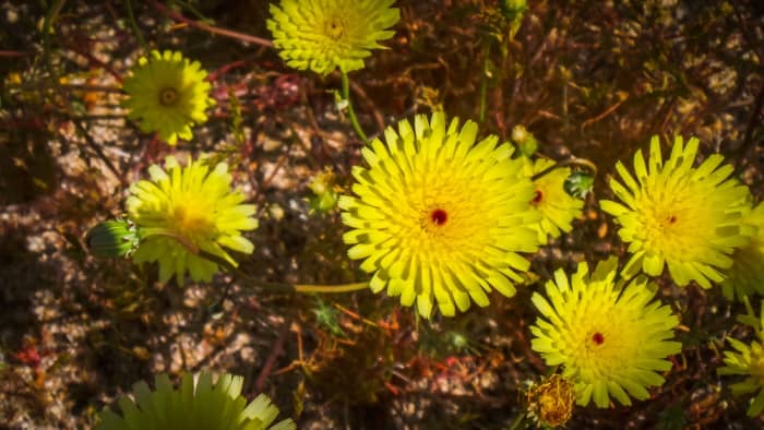 Desert Dandelion