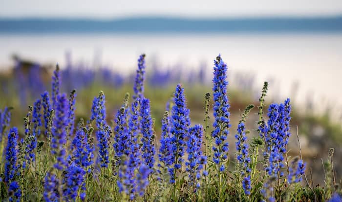 Echium vulgare blooming