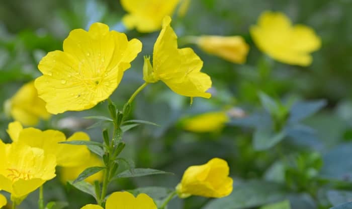 Common evening primrose