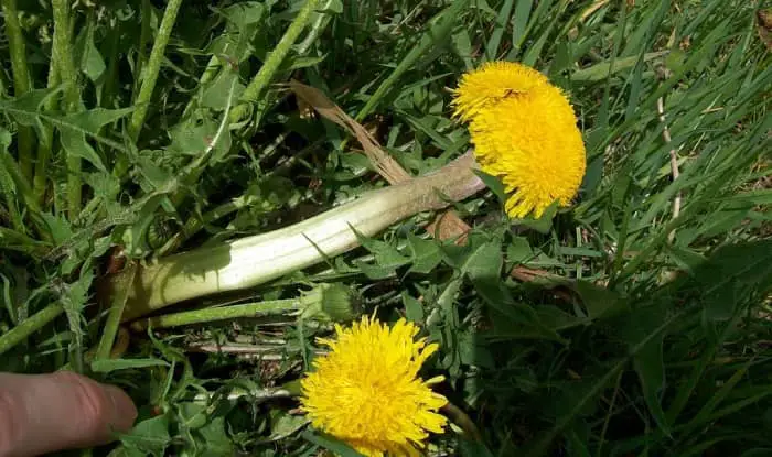 Fasciated dandelion