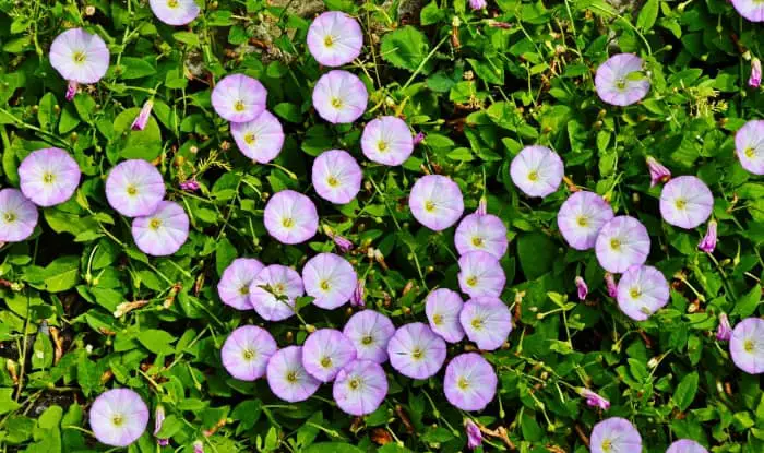 Field bindweed