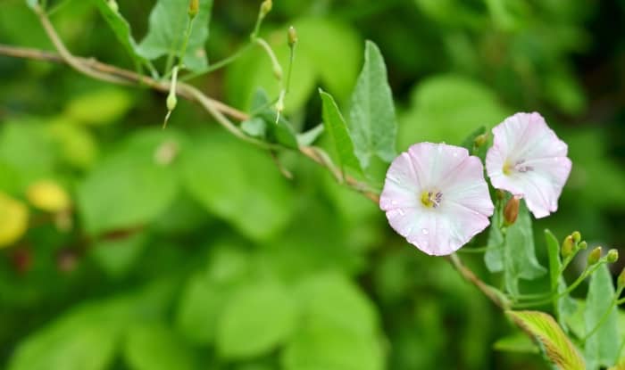 Field Bindweed