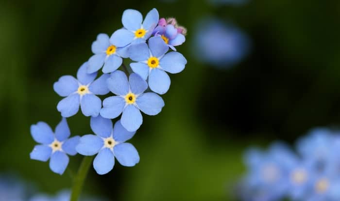 Forget me not