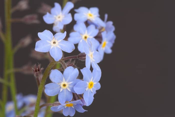 Forget-me-nots blue flowers