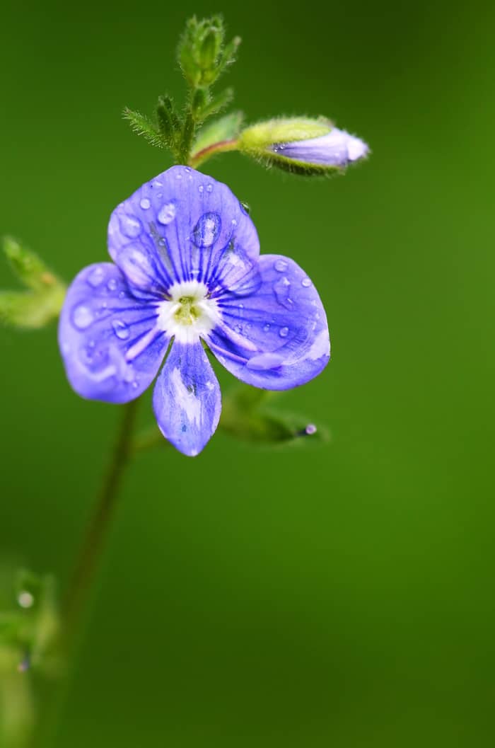 Germander Speedwell Flower