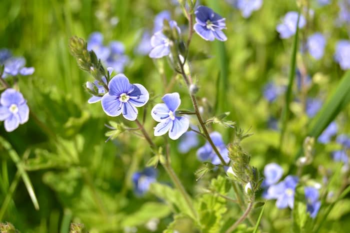 Germander Speedwell