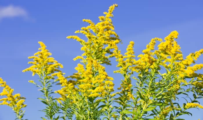 Goldenrod