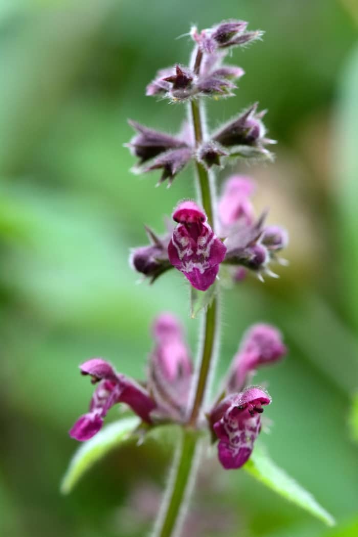 Hedge Woundwort Flowers