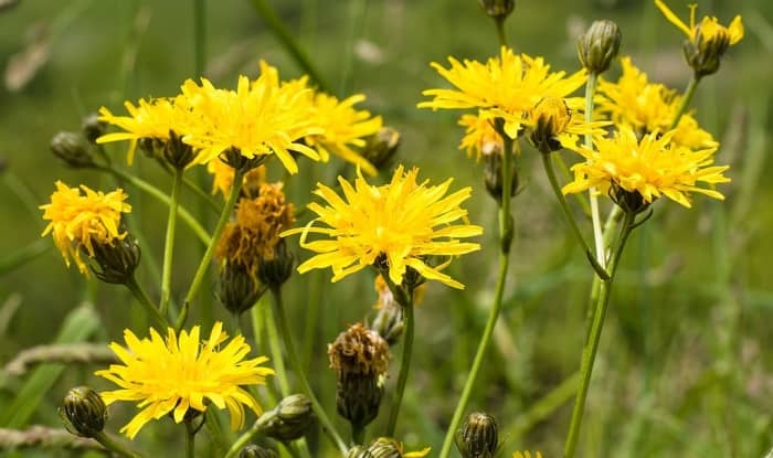 False dandelion