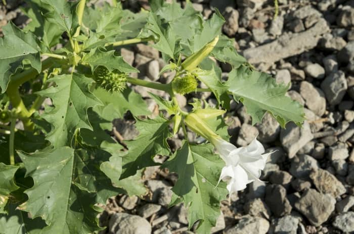 Jimson Weed