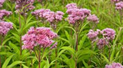 15 Weeds With Pink Flowers