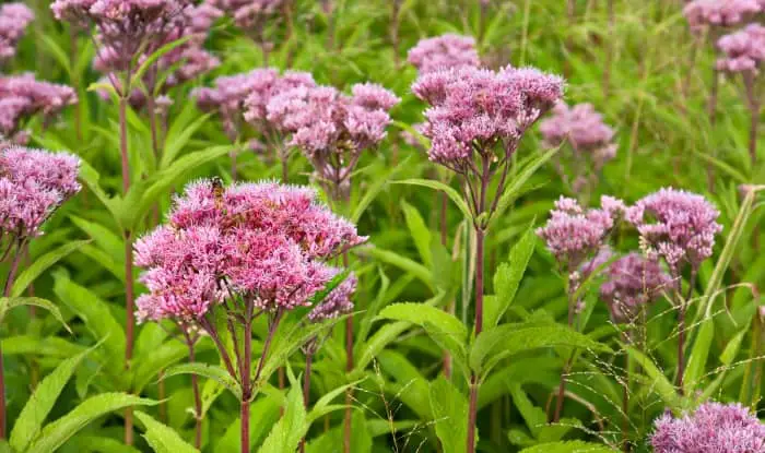 Eupatorium purpureum