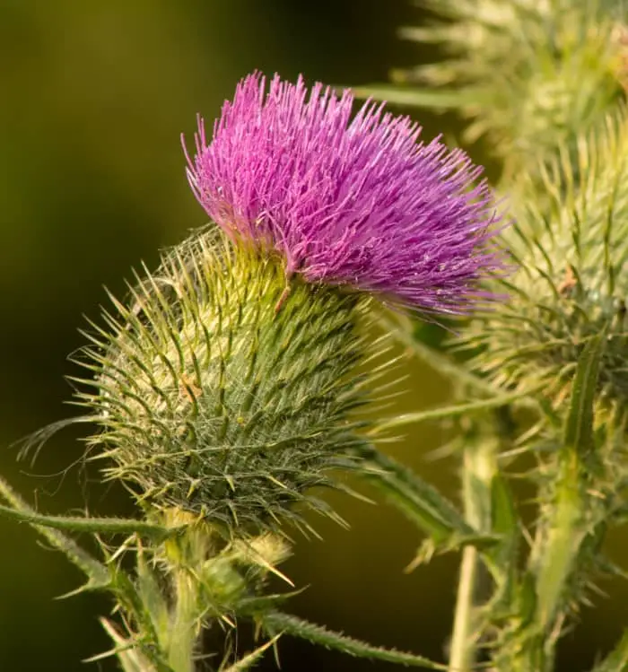 Milk Thistle