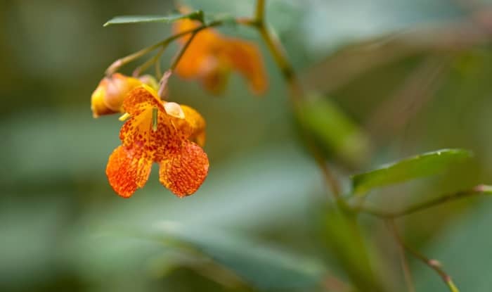 Orange Jewelweed