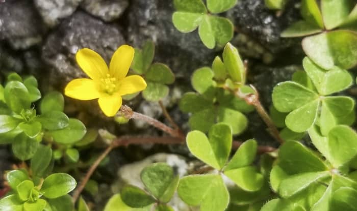 Oxalis