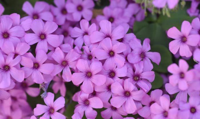 Oxalis debilis