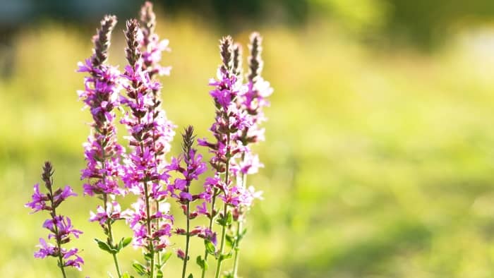 Purple Loosestrife 