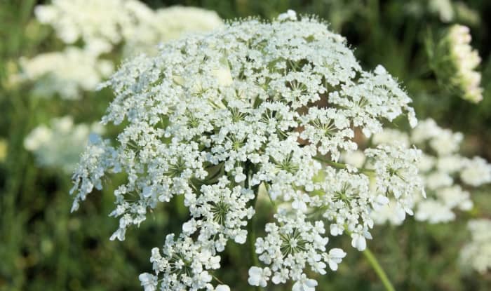 Queen Annes Lace