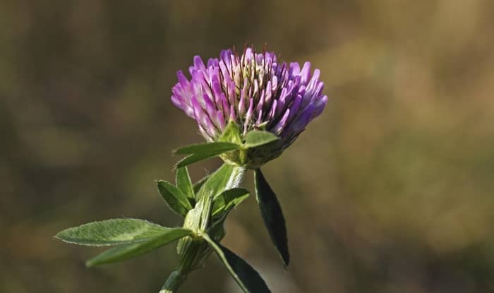 Red Clover Flower