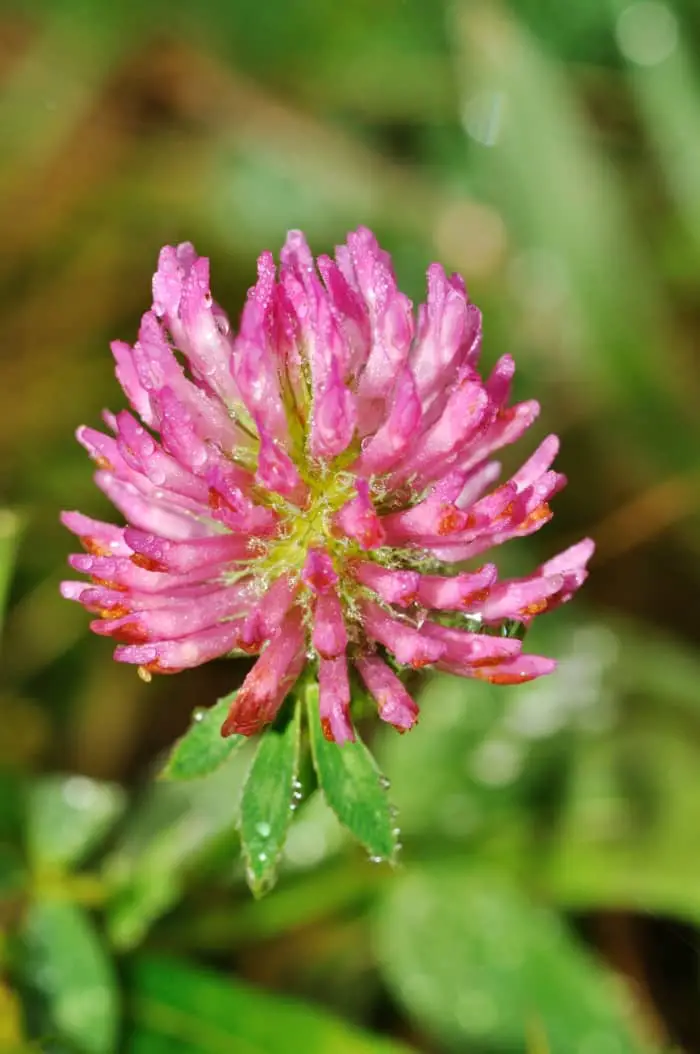 Red clover