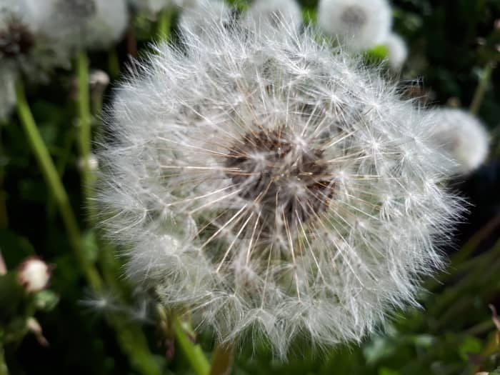 Red Seeded Dandelion