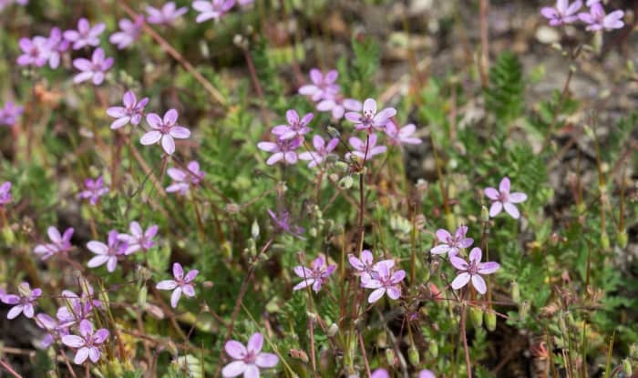 Common Stork's-bill