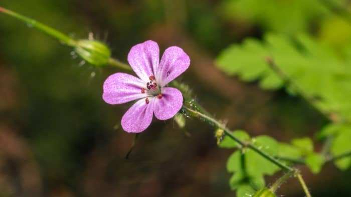 Shining Geranium