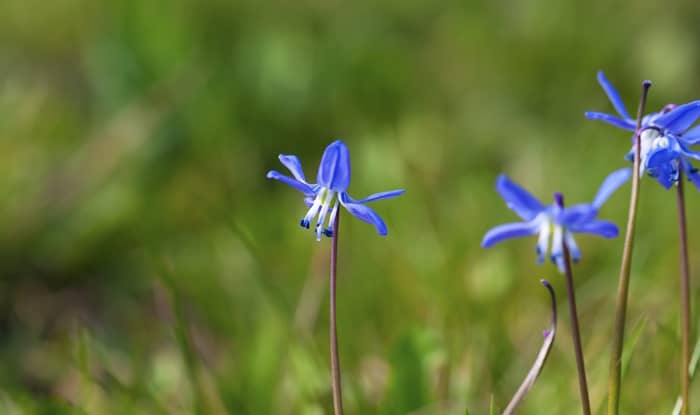 Siberian squill flower heads