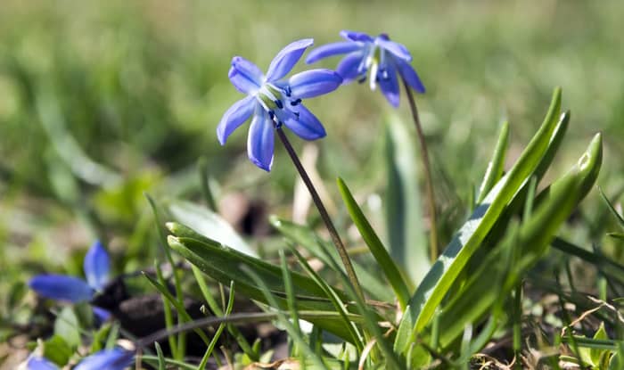 Siberian squill flowers