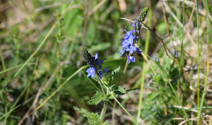 Spiked Speedwell in the outdoors