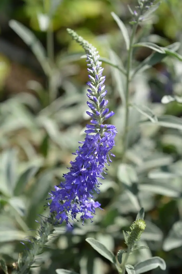 Spiked Speedwell