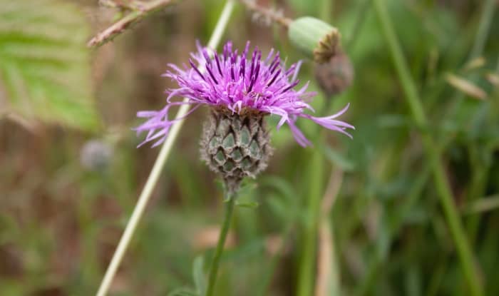 Spotted Knapweed