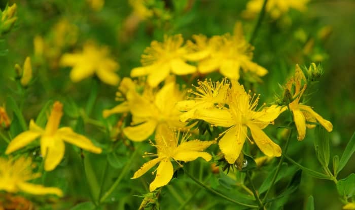 St John's Wort