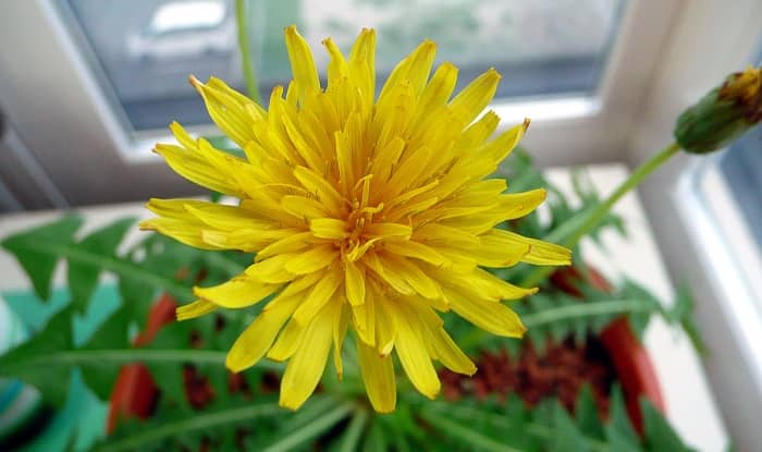 Taraxacum Japonicum