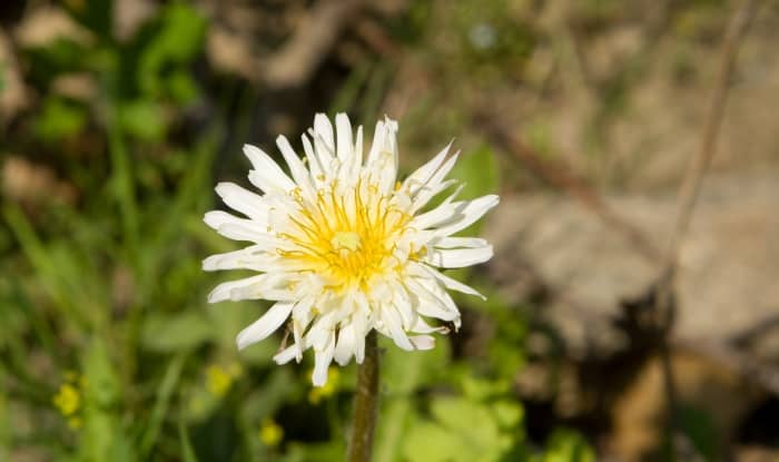 Taraxacum albidum