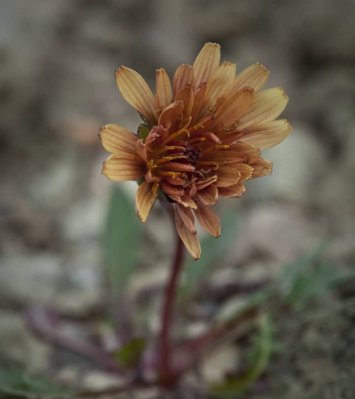 Taraxacum carneocoloratum