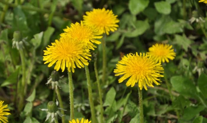 Taraxacum officinale