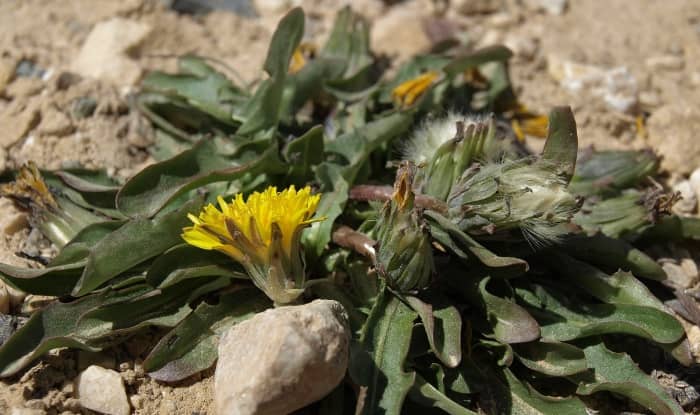 Horned Dandelion