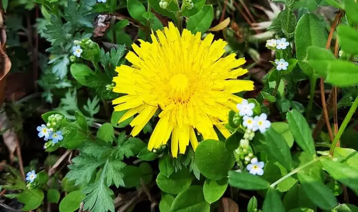 Korean dandelion