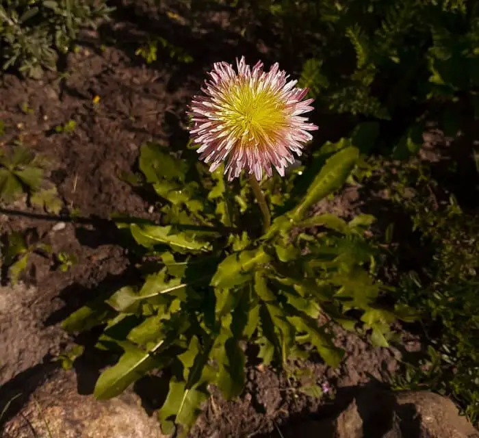 Pink dandelion