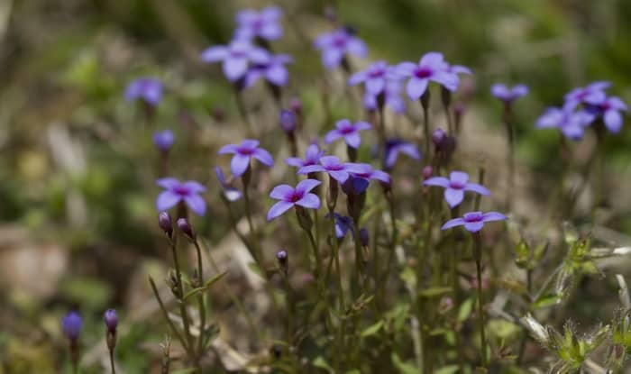 Tiny bluets flowers