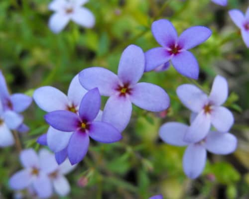 Tiny Bluets