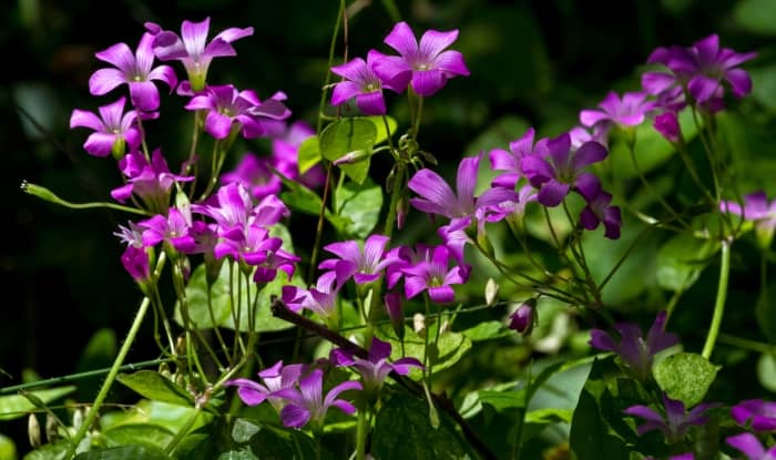Violet Wood Sorrel Flowers