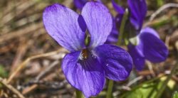 20 Common Weeds With Purple Flowers