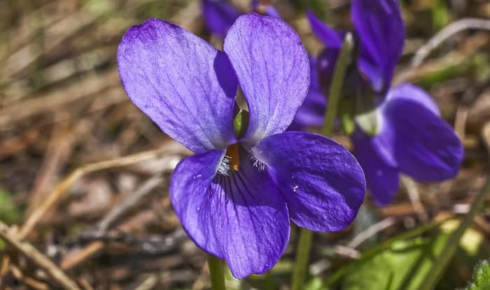 Wild Violet Flower