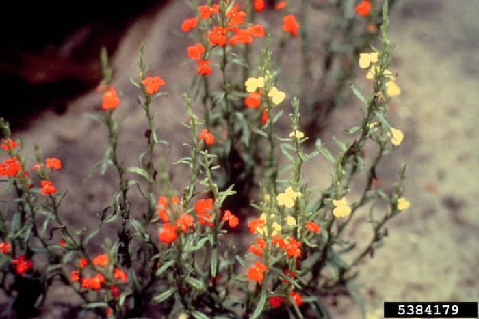 Red Witchweed