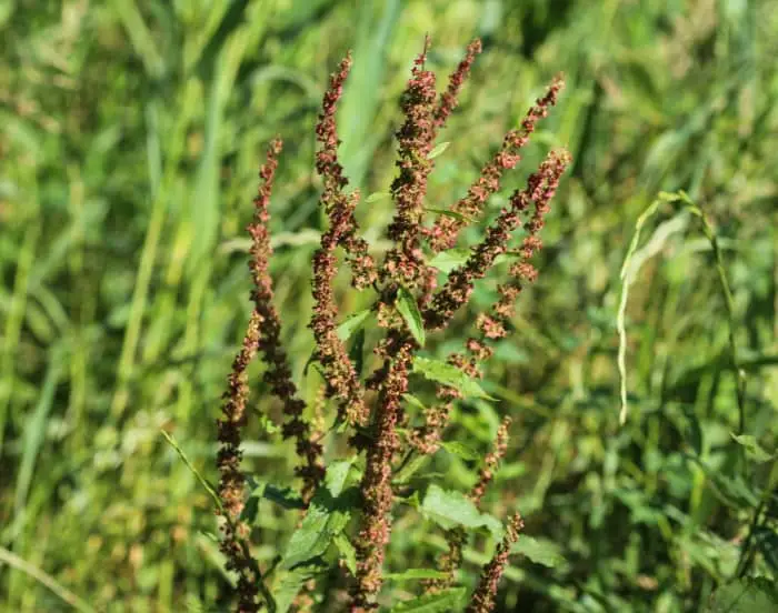 Broad Leaved Dock Flowers