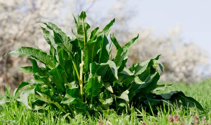 Broad Leaved Dock