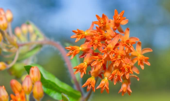 Butterfly Weed