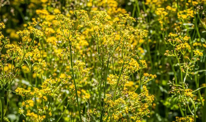 Butterweed flowers